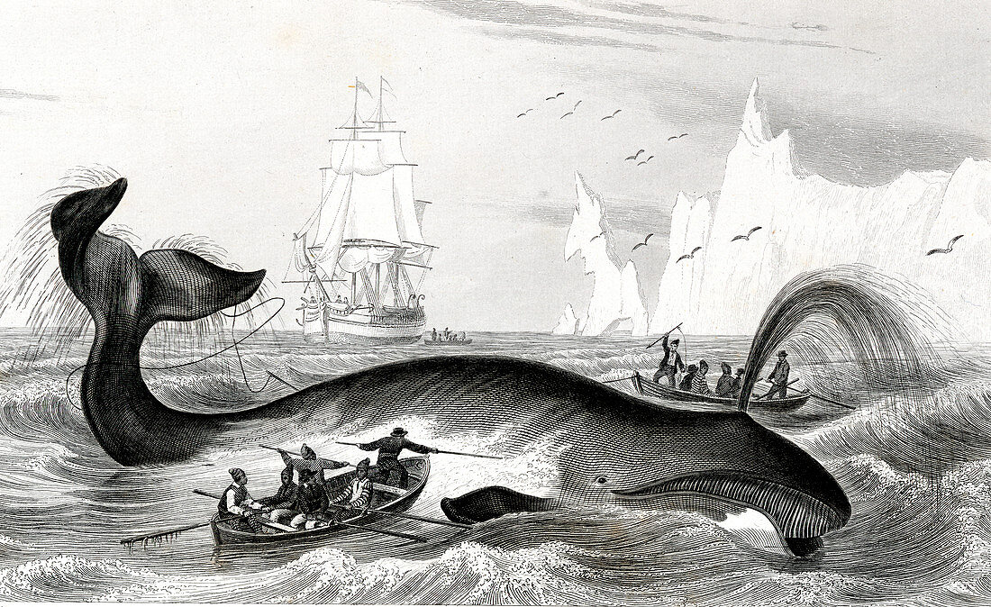 Bowhead whale being hunted,illustration