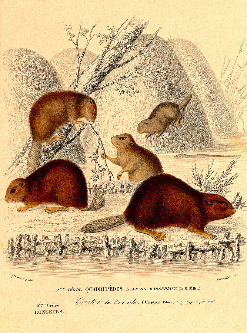 European beavers,illustration