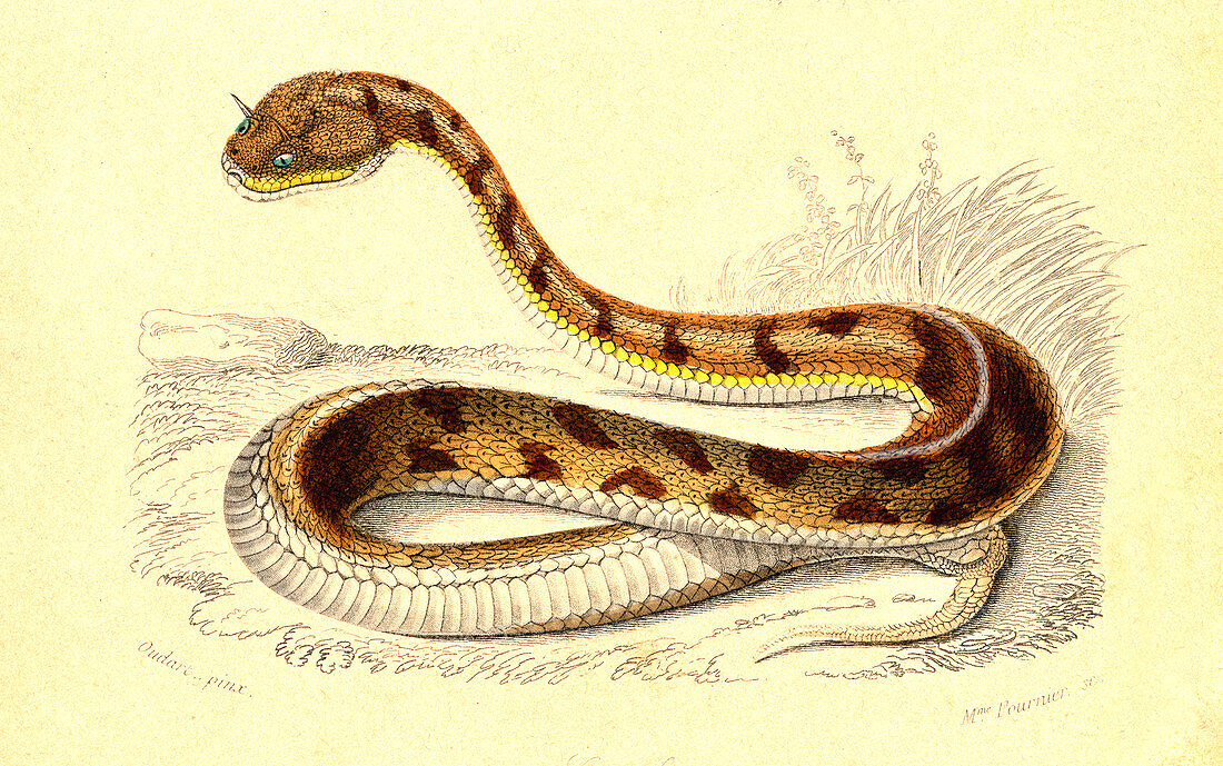 Horned viper,illustration