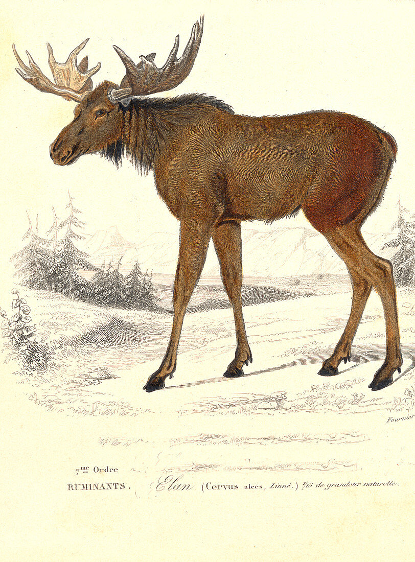 Elk,19th Century illustration