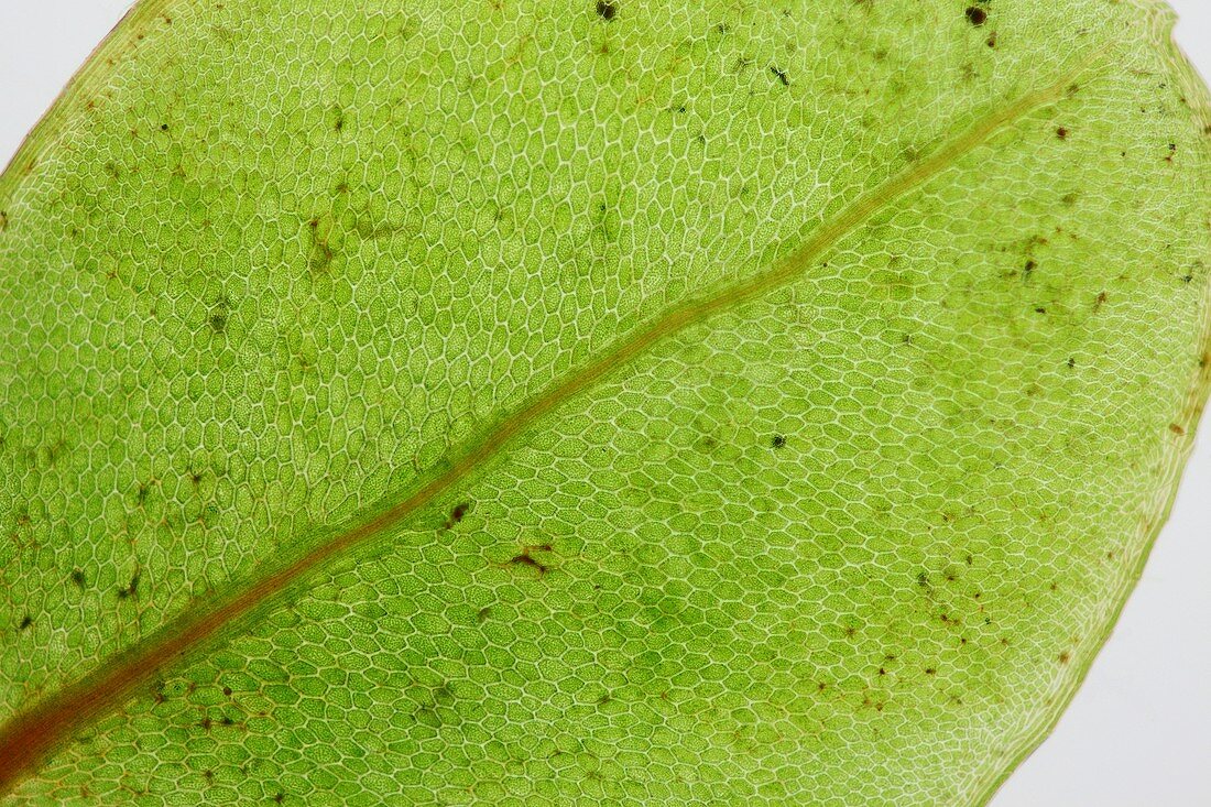 Moss leaf,light micrograph