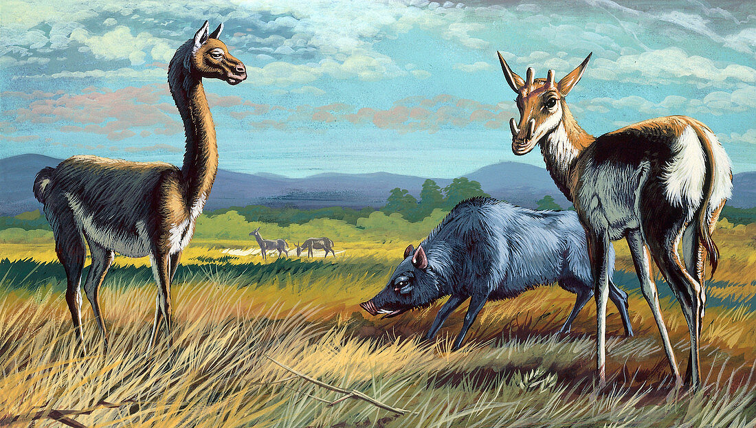 Prehistoric mammals,illustration