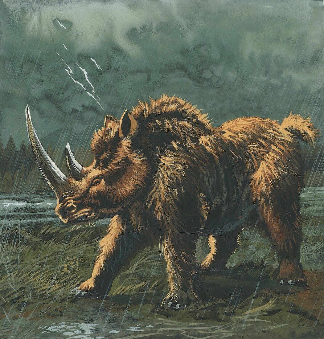 Woolly rhinoceros,illustration