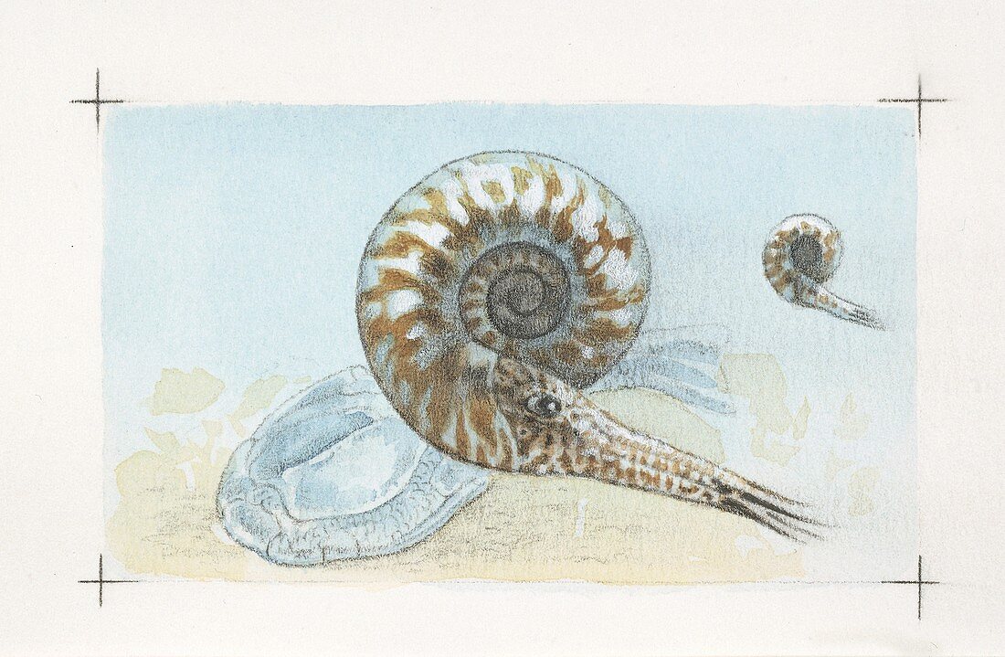 Goniatite ammonites,illustration