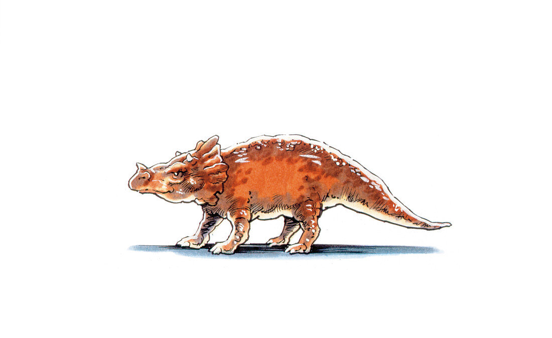 Brachyceratops dinosaur,illustration