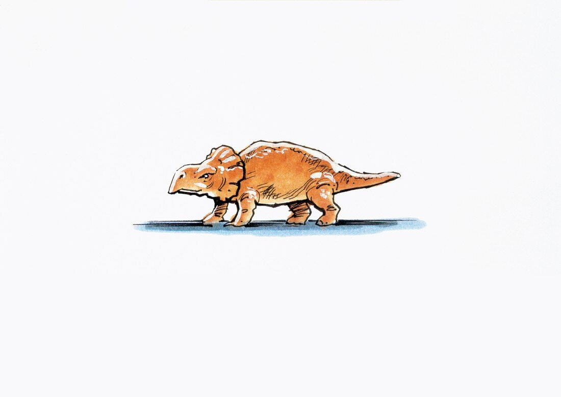 Bagaceratops dinosaur,illustration