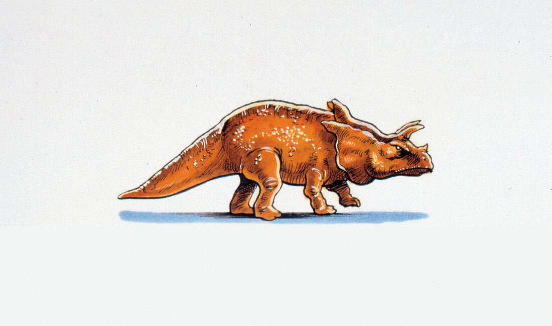 Arrhinoceratops dinosaur,illustration