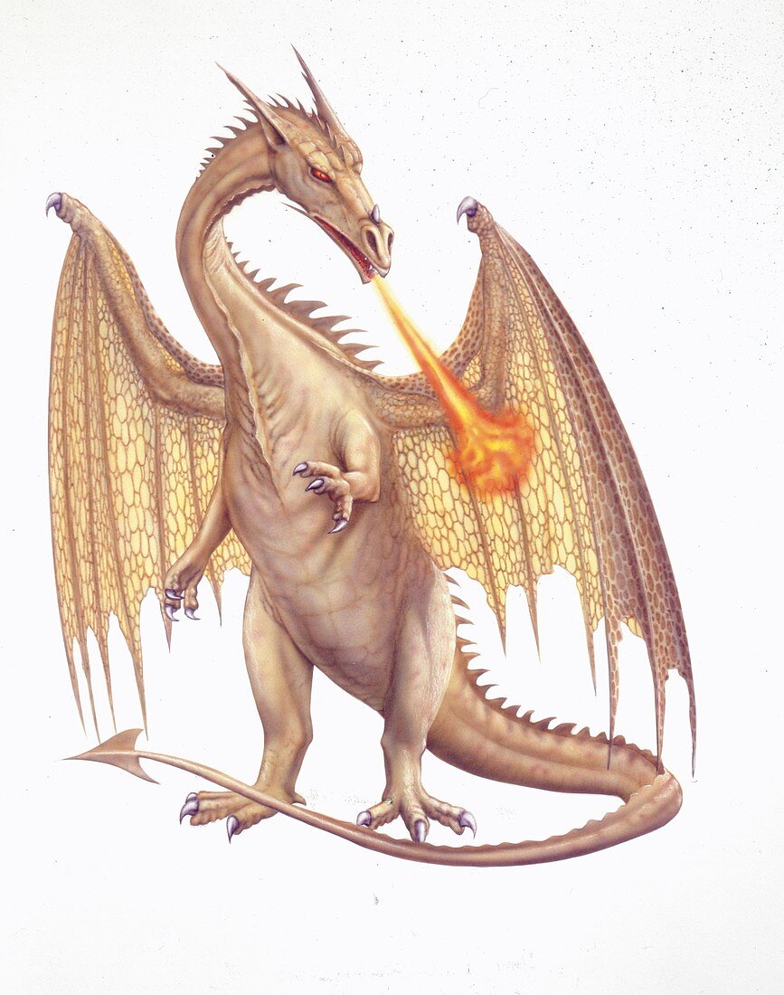 Dragon,illustration