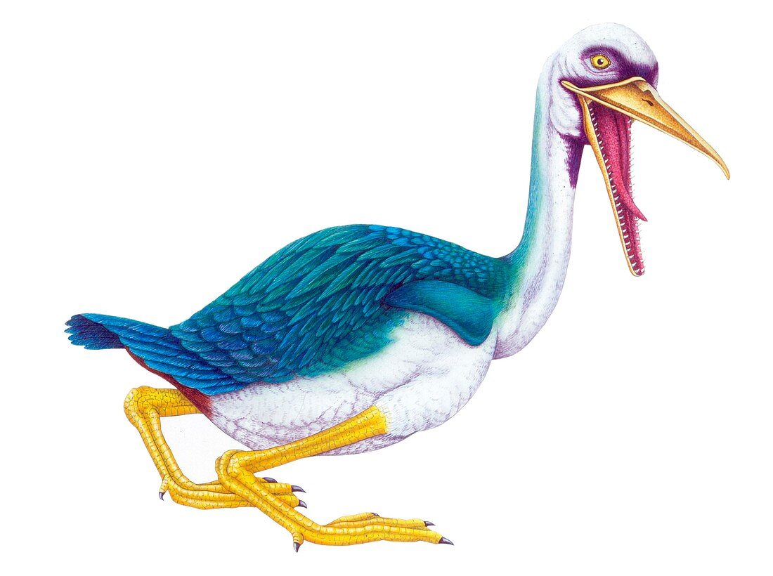 Hesperornis prehistoric bird