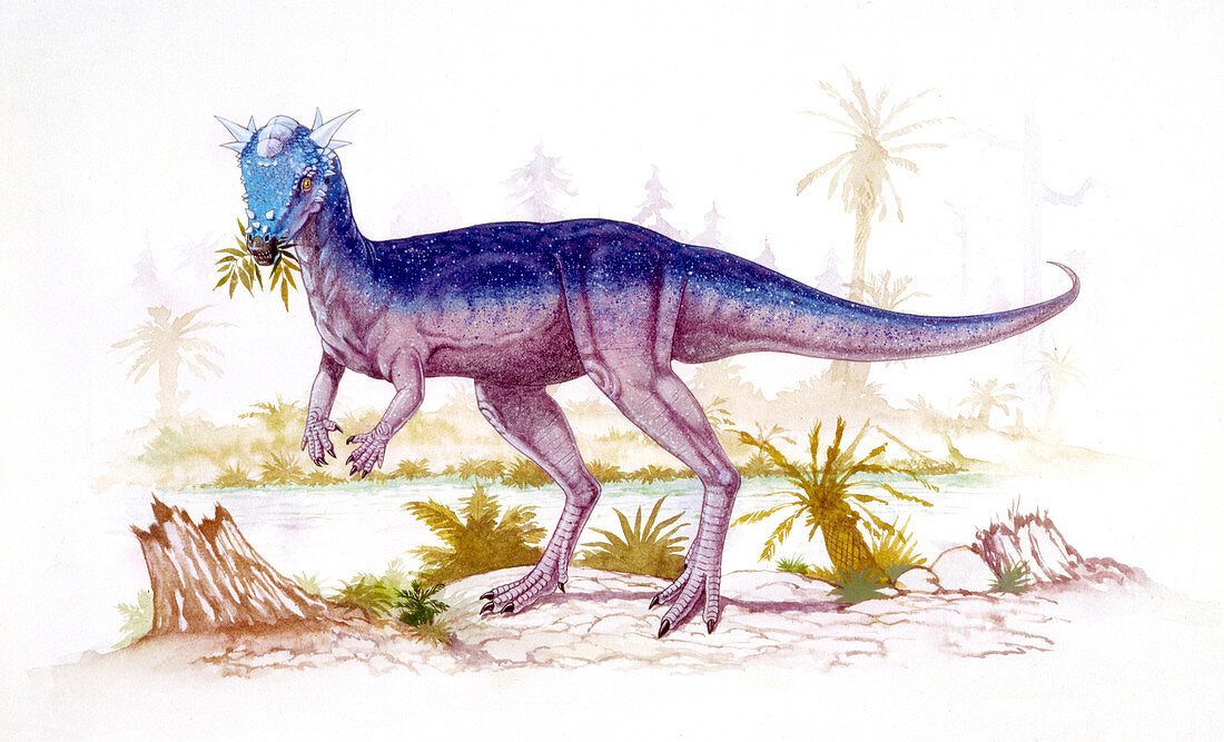 Stygimoloch dinosaur,illustration