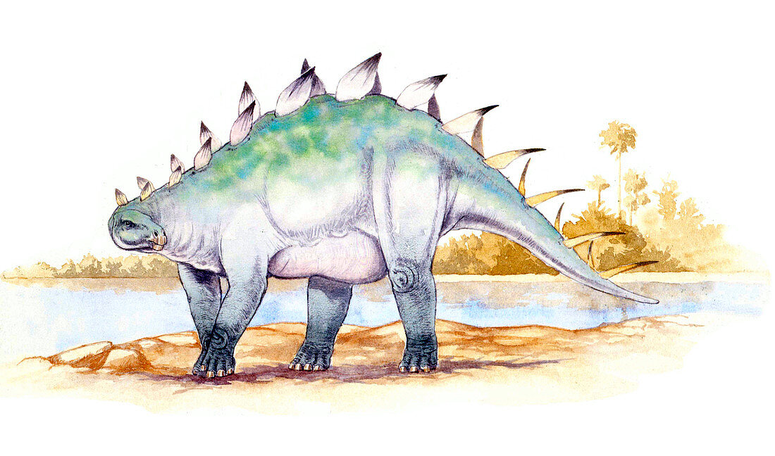 Dacentrurus dinosaur,illustration