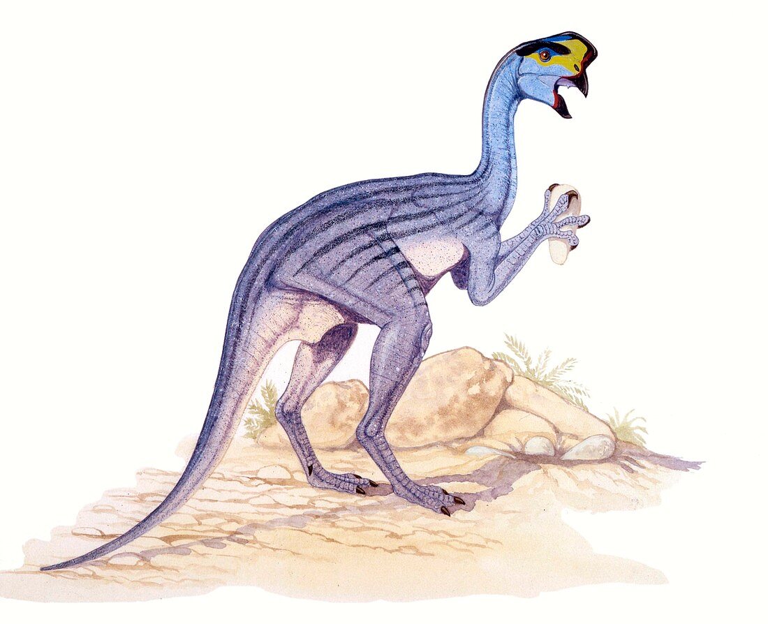 Oviraptor dinosaur,illustration