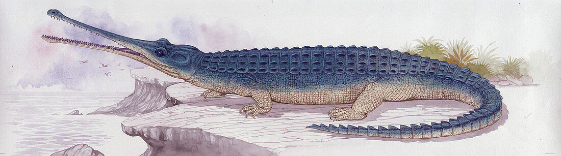 Teleosaurus prehistoric crocodile