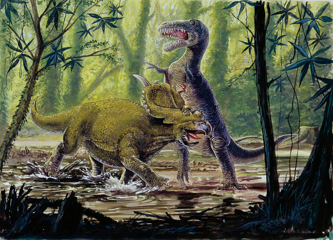 Pachyrhinosaurus and theropod fighting