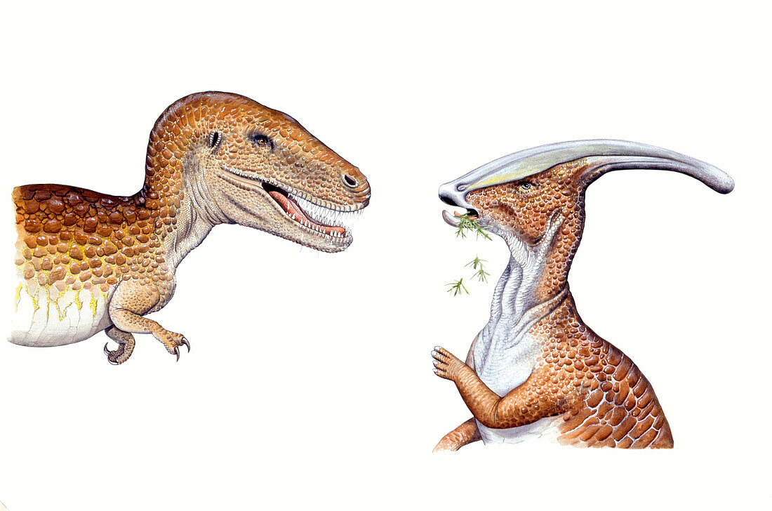 Albertosaurus and Parasaurolophus