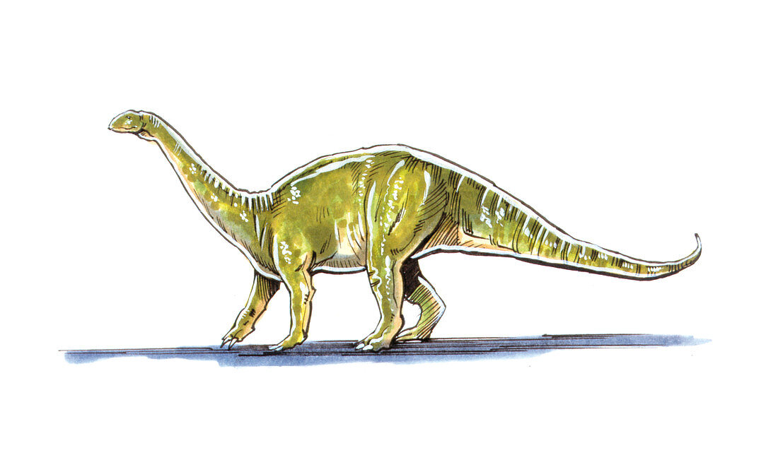 Melanorosaurus dinosaur,illustration