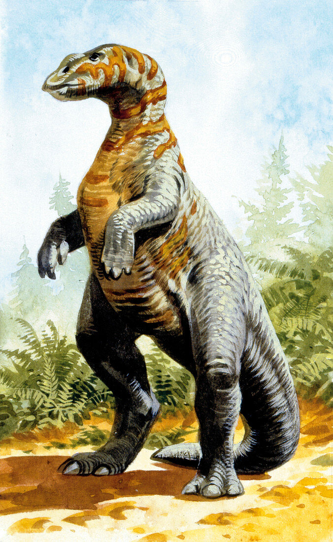 Kritosaurus dinosaur,illustration