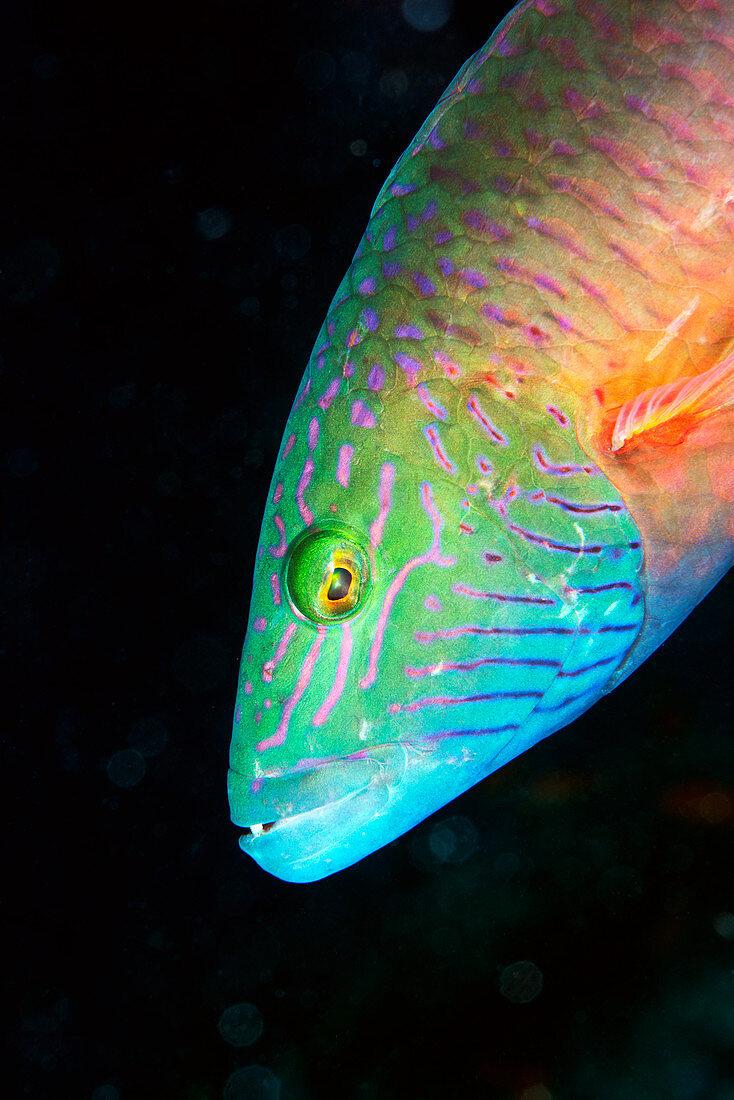 Cheek-lined wrasse