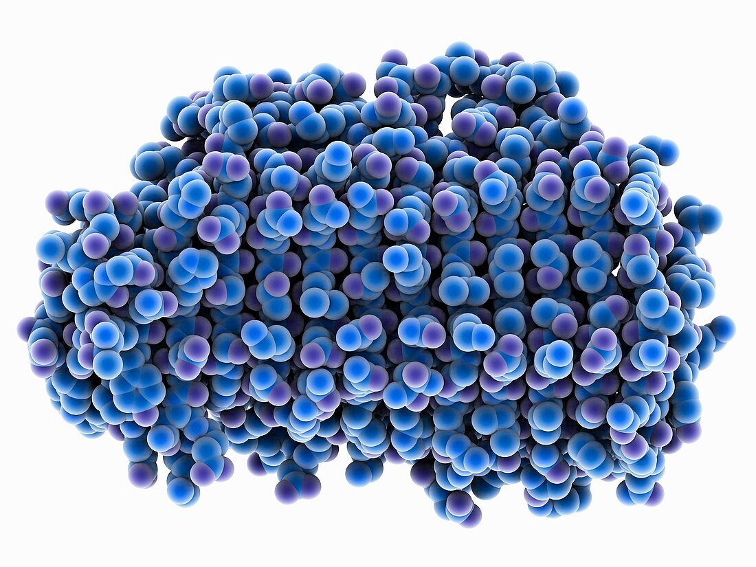 Streptococcus bacterial surface protein