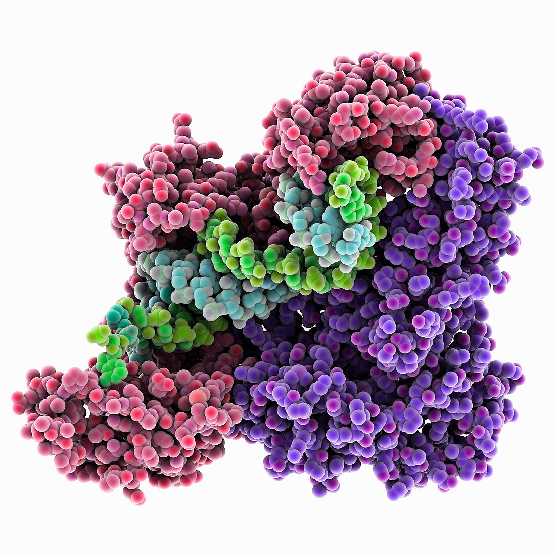 HIV-1 reverse transcriptase enzyme