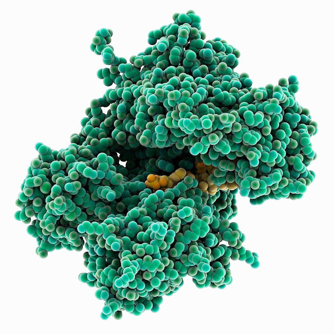 Argonaute protein and RNA
