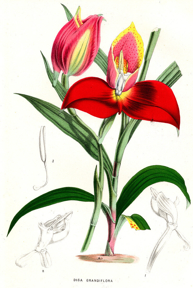 Disa grandiflora,illustration