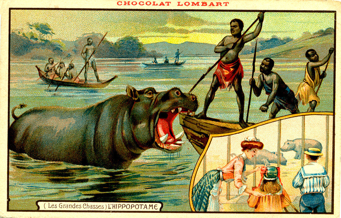Hippopotamus hunters,illustration