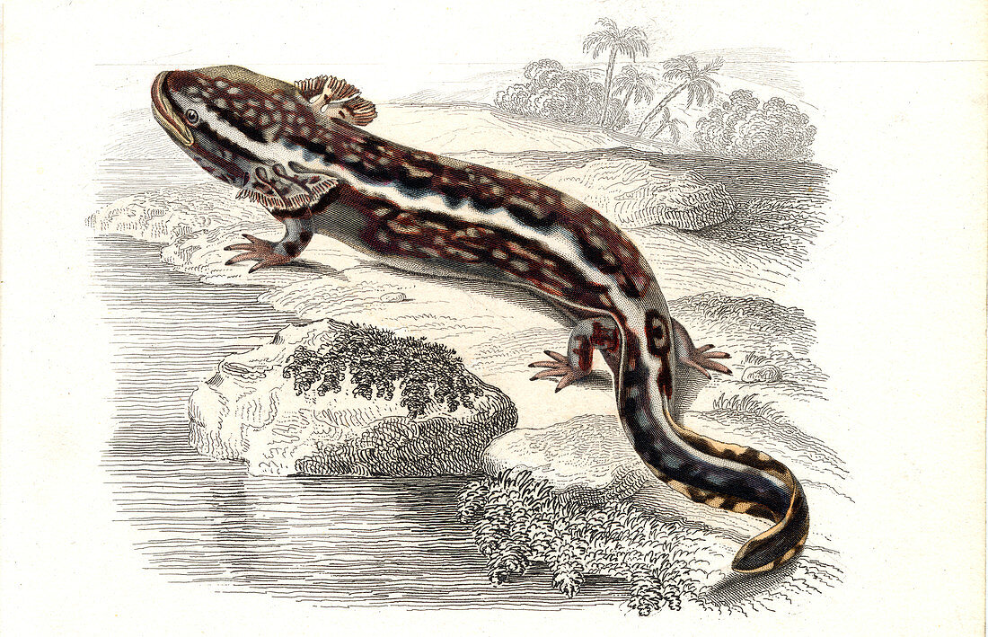 Salamander,19th Century illustration