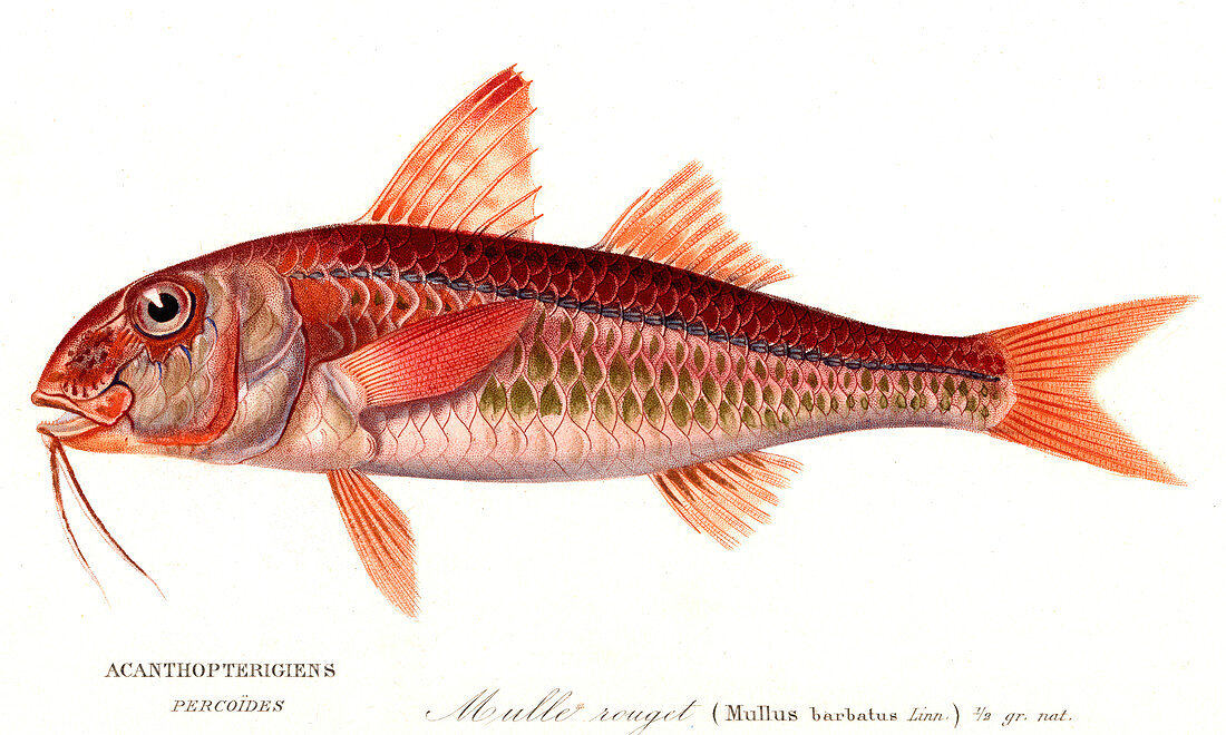 Red mullet,19th Century illustration