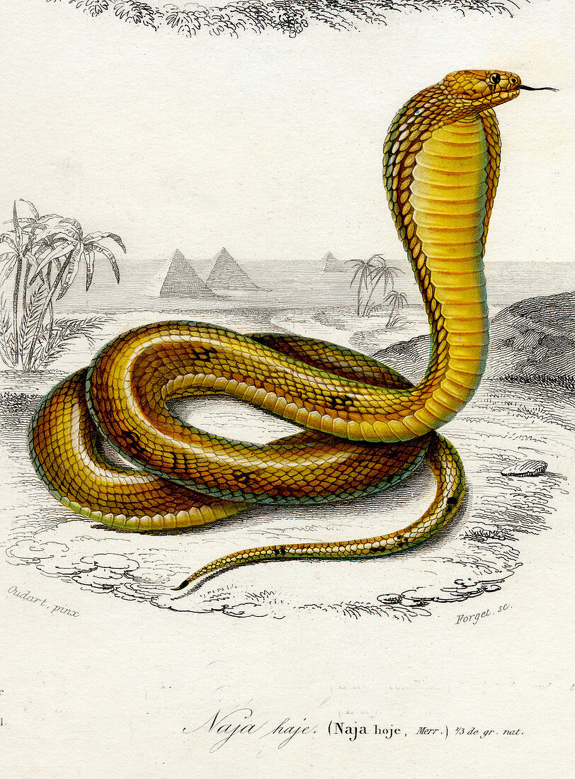 Cobra,19th Century illustration