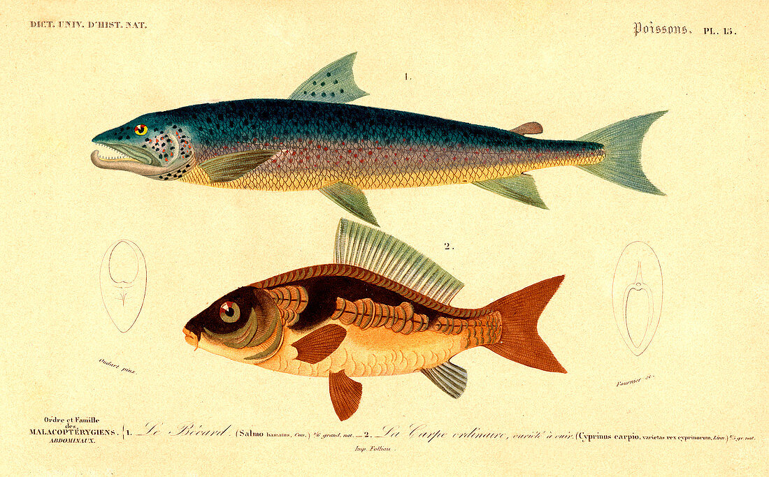 Salmon and carp,illustration