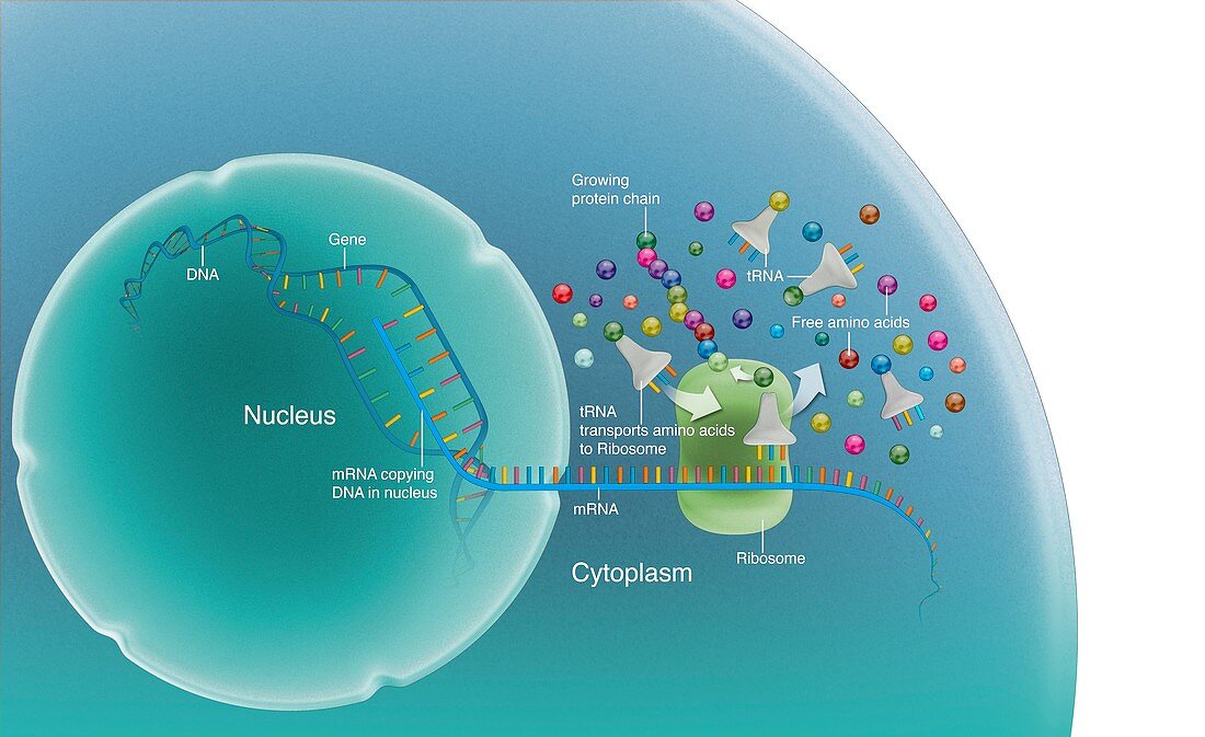 Protein synthesis,illustration