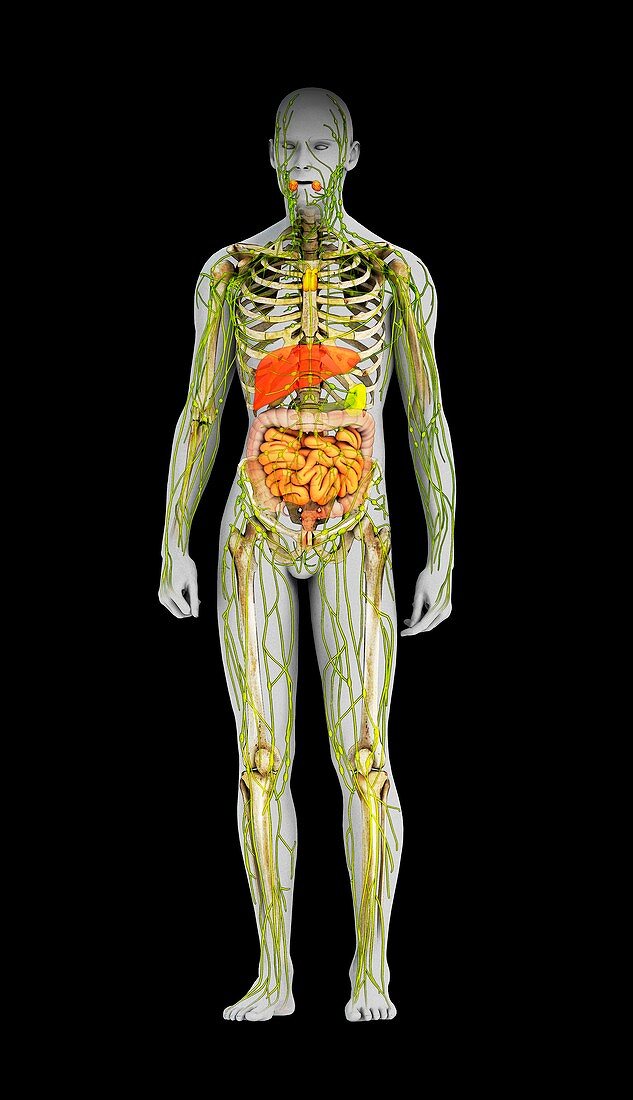Human immune system,illustration