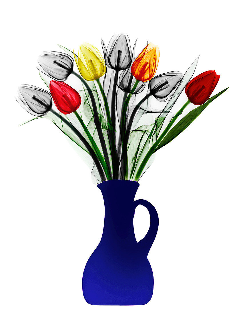 Tulips in a vase,X-ray
