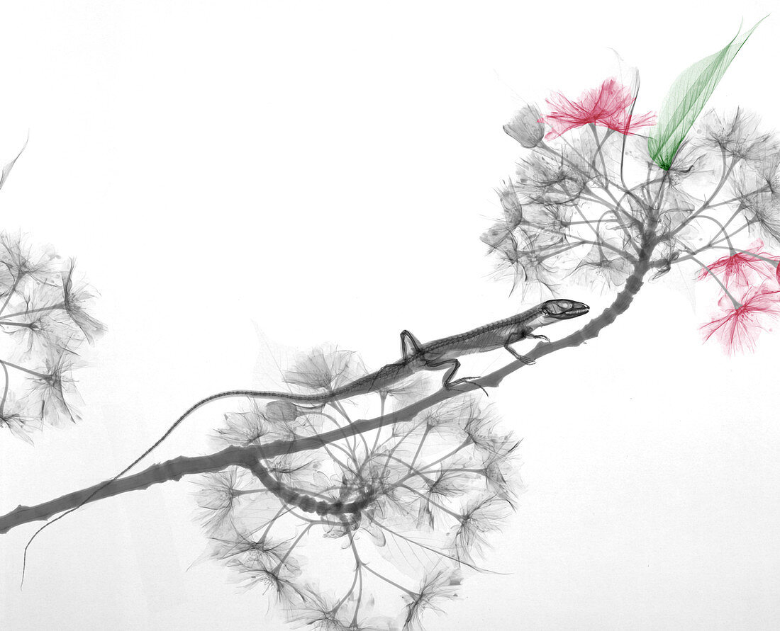 Lizard and Prunus flowers,X-ray