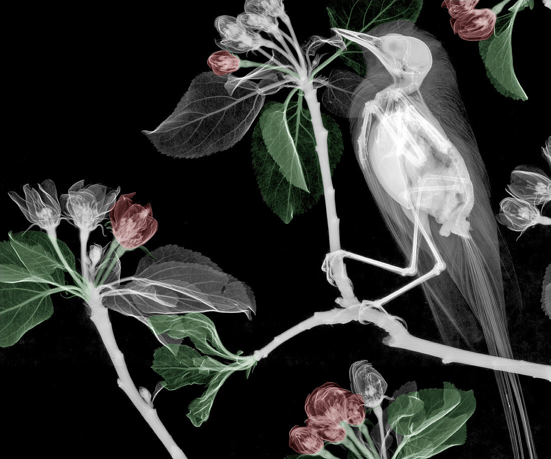 Wagtail in an apple tree,X-ray