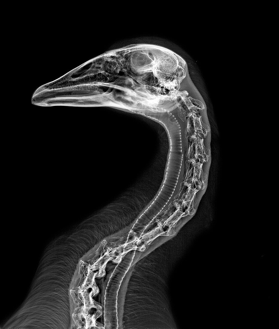 Goose,X-ray