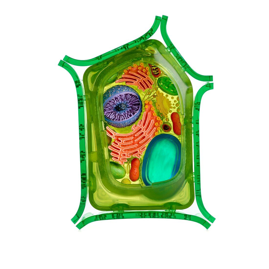 Model of a plant cell