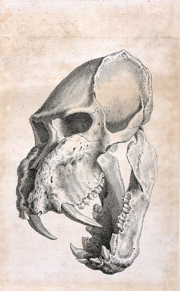Man-tiger skull,18th century