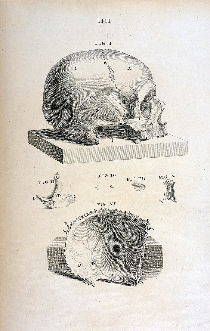 Skull anatomy,18th century