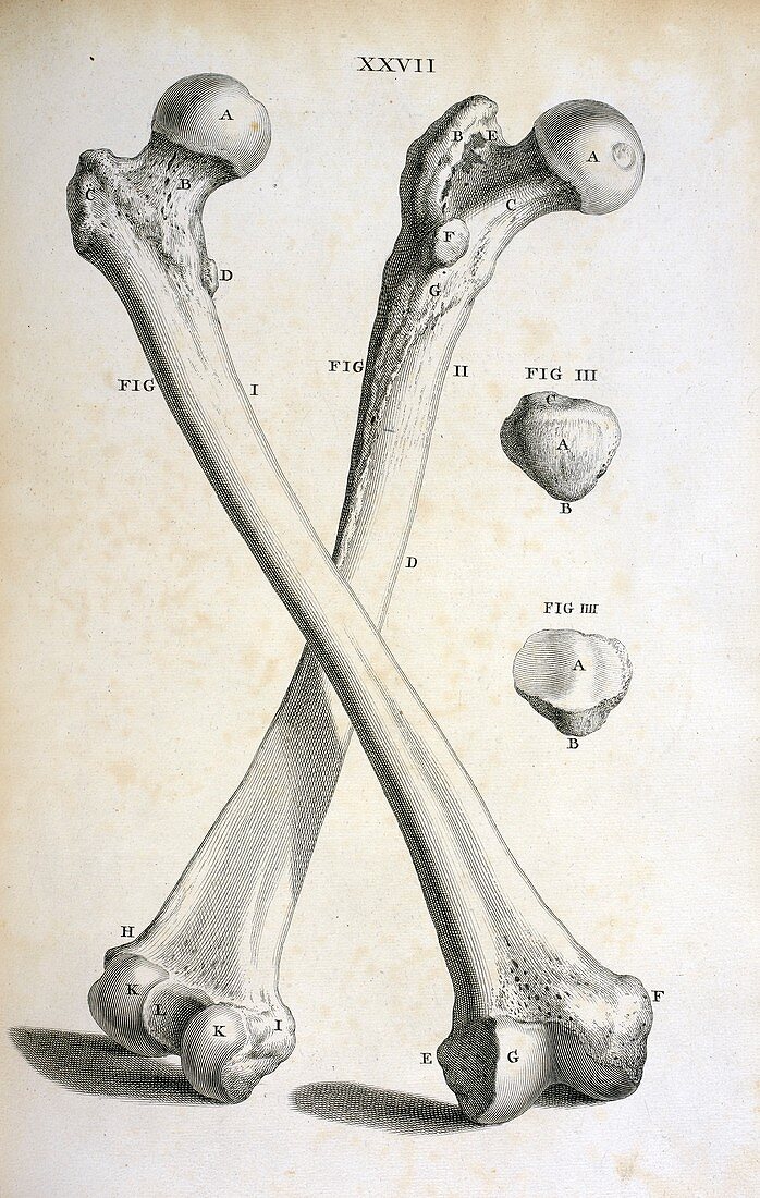 Femur bones,18th century