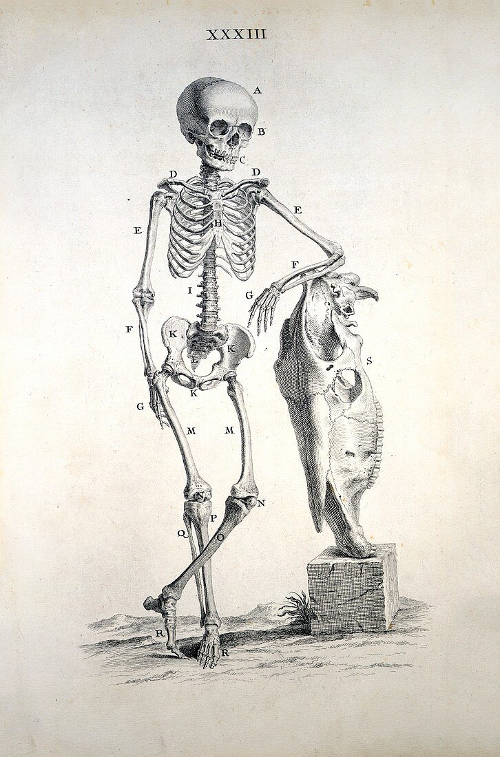 Human skeleton,18th century