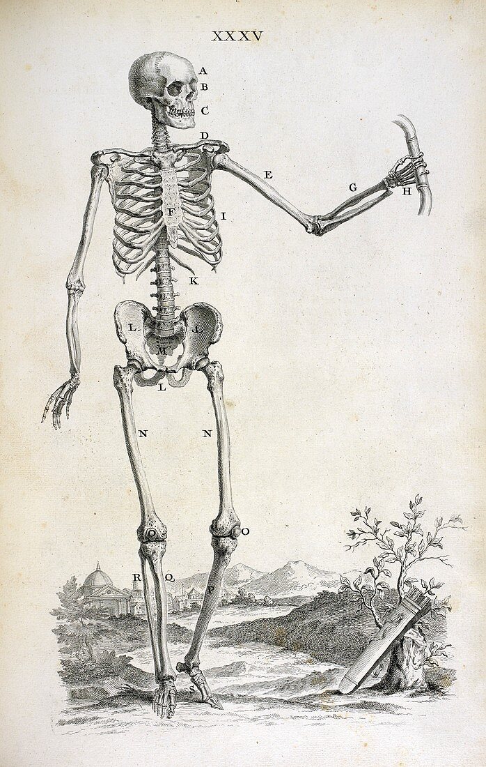 Male skeleton,18th century