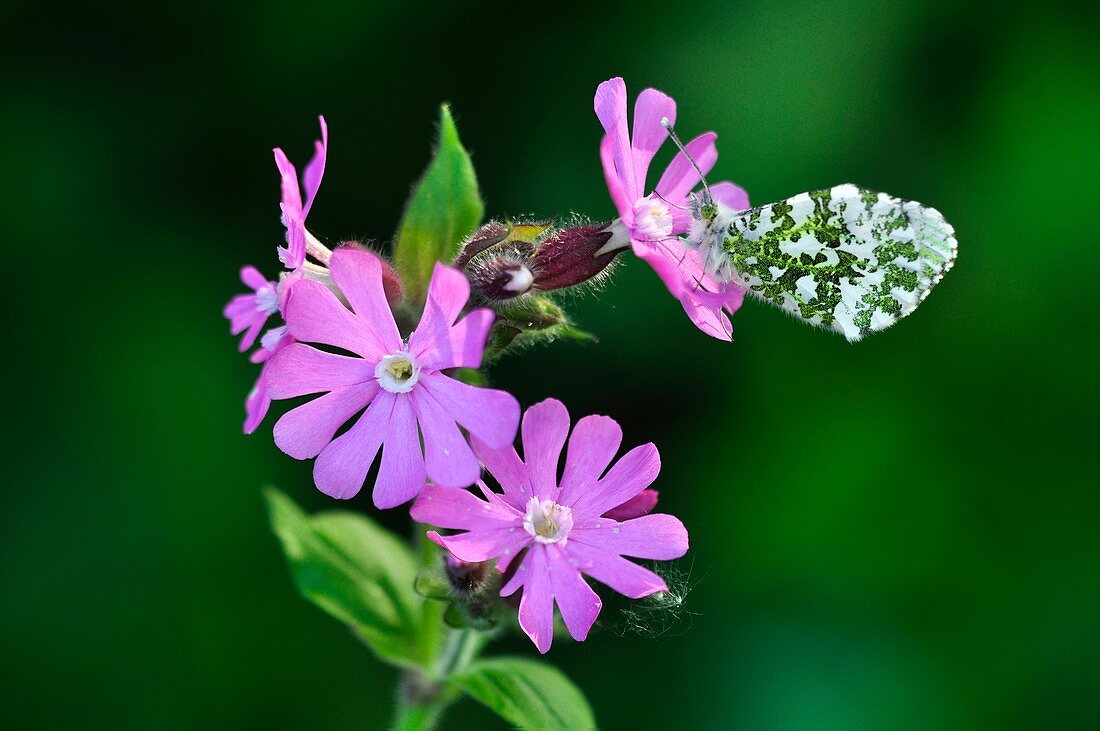 Orange tip butterfly on campion flowers