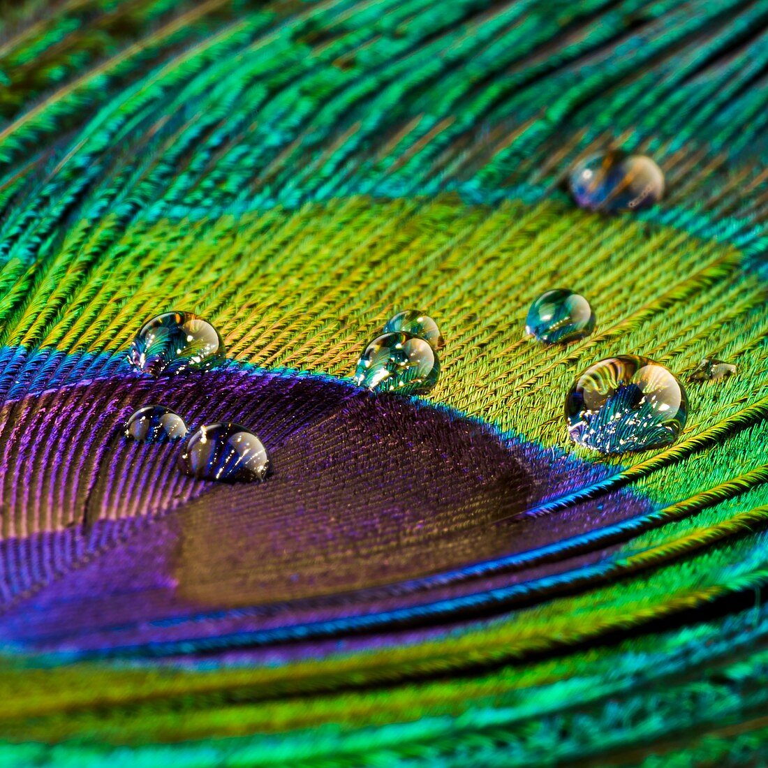 Water droplets on peacock feather