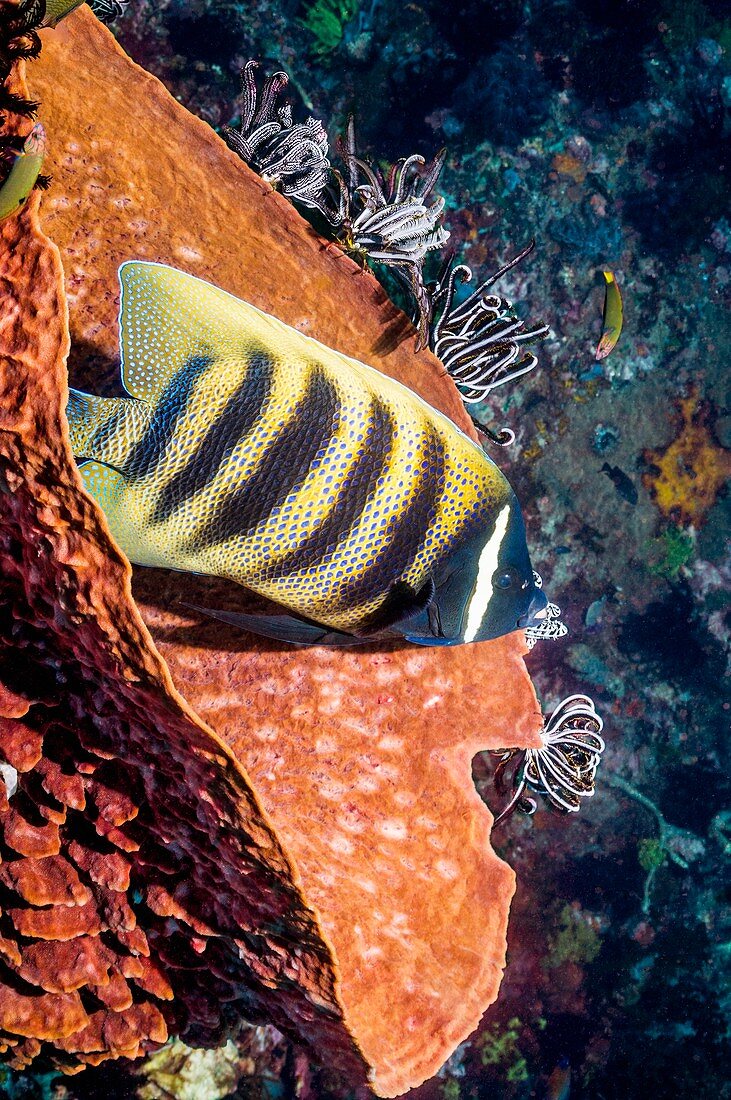 Sixbar angelfish on a reef
