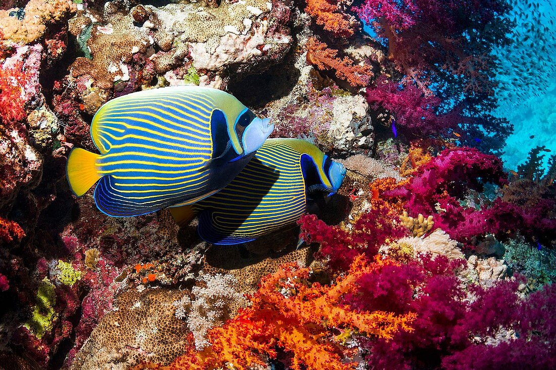 Emperor angelfish on a reef