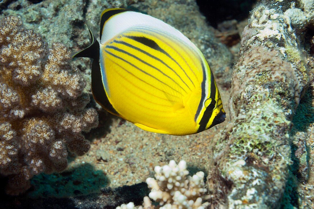 Black-tailed butterflyfish on a reef