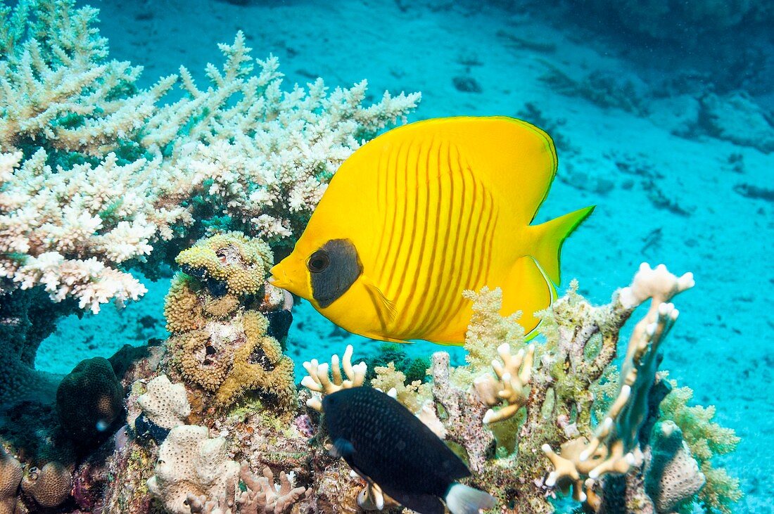 Golden butterflyfish on a reef