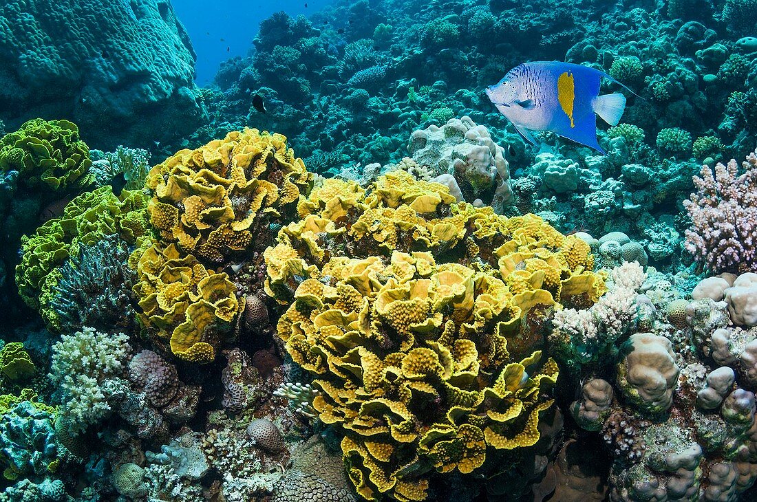 Yellowbar angelfish over lettuce coral